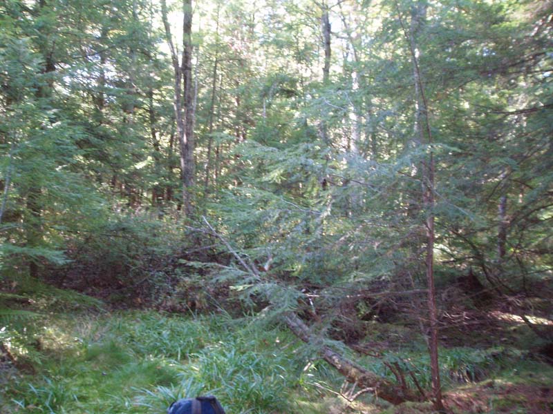 Hemlock Mixed Hardwood Palustrine Woodland summary Pennsylvania